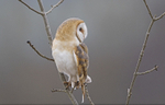 Barn Owl