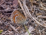 Silver-studded Blue