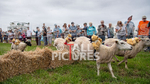 Guernsey Agricultural Show 2021-328