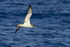 CORY'S SHEARWATER (ref M20)