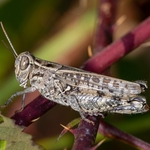 Woodland grasshopper (Omocestus rufipes)
