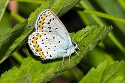 Silver Studded Blue