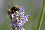 Insect_ 052