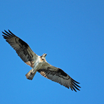Osprey in Flight - 2