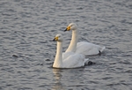 Whooper Swans