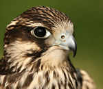 Peregrine