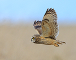 Short-eared Owl flying past close, Hawling, Gloucestershire