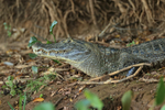 Yacare Caiman on river bank, Mato Grosso, Brazil