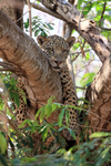 Jaguar Cururu resting in tree, Parque Estadual Encontro das Águas