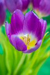 Purple Tulip - DSC_3369