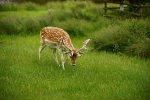Fallow Deer stag grazing - Bradgate Park