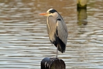 Grey Heron