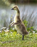 No.0038. Canada Gosling