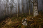 Amidst the King's Forest Mist