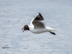 Black-headed Gull