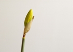 Daffodil 10