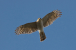 Sparrowhawk (male) in flight, Abingdon