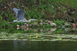 Flying Great Blue Heron, Minnesota, USA