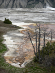 Mammoth Hot Springs - #1