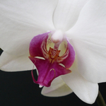 White Orchid