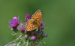Small Pearl-Bordered Fritillary