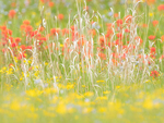 MEADOW, JUNE 2018 - BRUCE PENINSULA