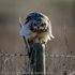 Short-eared Owl (Asio flammeus) on post
