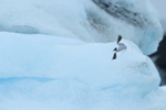 Sabine's Gull flying, Jokulsarlon, Iceland