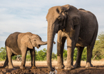 Elephant Baby 12