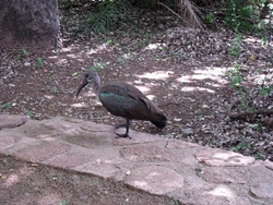 BIRDS & INSECTS portfolio