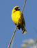 Southern Masked Weaver male