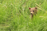 Brown Bear cub partially hidden in grass, Silver Salmon Creek, Alaska