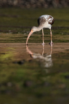 White Ibis feeding at low tide, Playa Cativo Lodge, Costa Rica