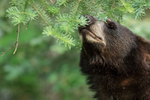 Black Bear sniffs pine needles, Minnesota, USA