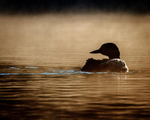 Loon In the Morning Mist 11 x 14
