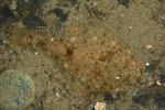Limanda limanda