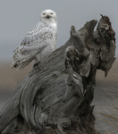 Snowy Owl 2012-4