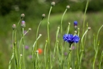 20110611-IMG_4546
