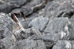 Neotropic Cormorant lifts off, Chile