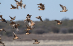 Namaqua Sandgrouse