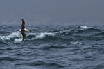 Black-browed Albatross flying over rough sea, Falklands