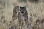 Puma in yellow grass, Torres del Paine, Chile