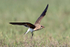 Collared Pratincole