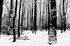 Tree - 0704 bw