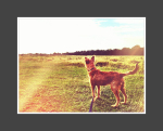 Best-Puppy-Care-London