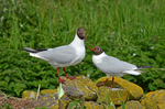 Black-headed Gulls