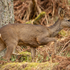 Roe Deer