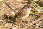 Immature Male 5