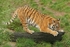 Amur Tiger - Anoushka scratching a log (Colchester Zoo)