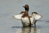 Ferruginous Duck  (m)